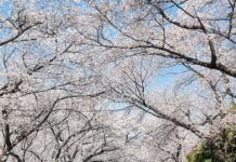 Chương trình tiêu biểu