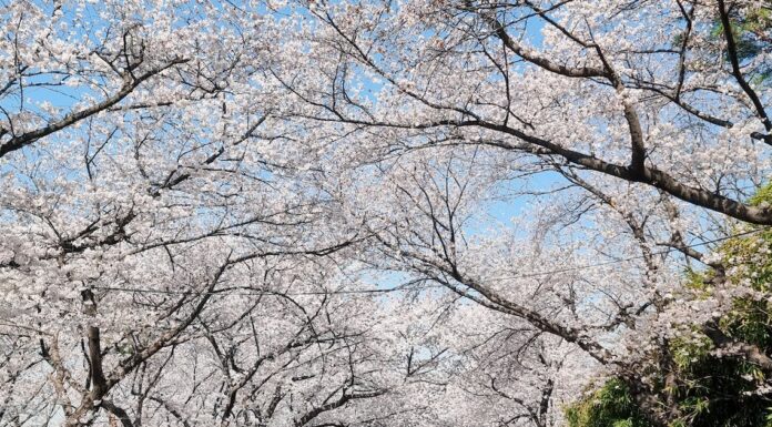 Chương trình tiêu biểu